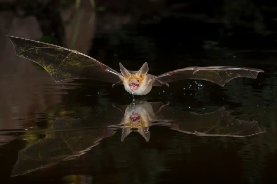 Pallid Bat