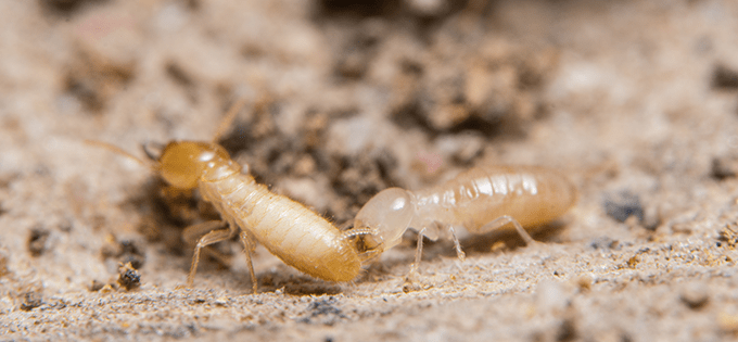 trelona will eliminate entire termite colonies