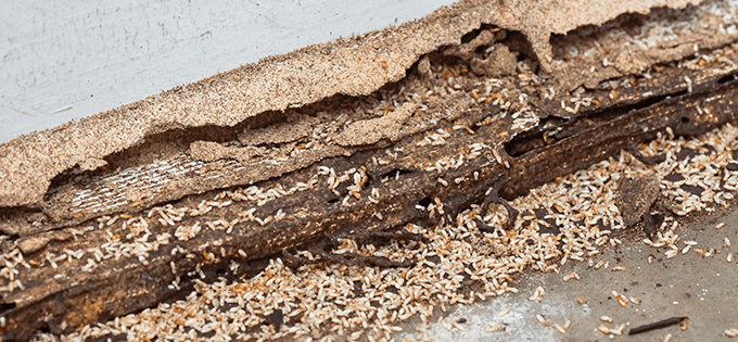 termite activity in home