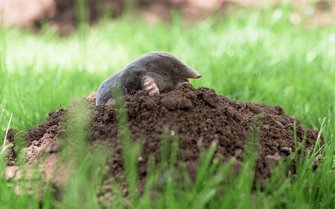 mole looking out of it's tunnel outside topeka home